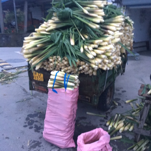 双季茭白