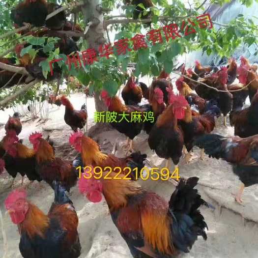 广州快大麻鸡 公