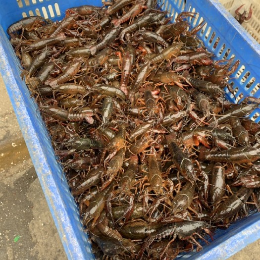 洪湖市湖北洪湖清水小龙虾 小青2-4钱硬规格 产地直发一手货源