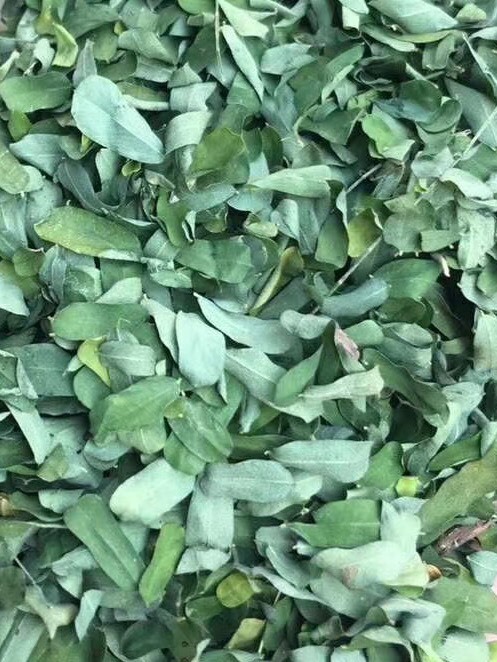 长期供应｛相思叶｝可批量可零售量大从优【包邮】