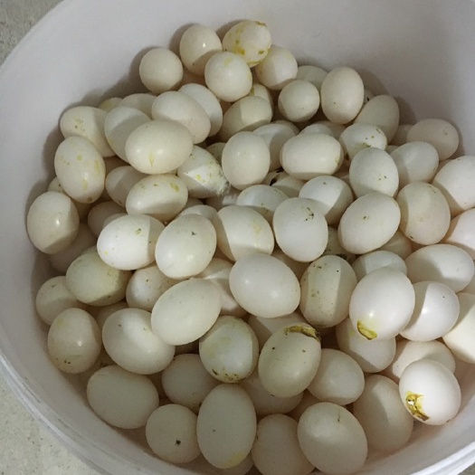 清远 新鲜的白鸽蛋，养殖场直销