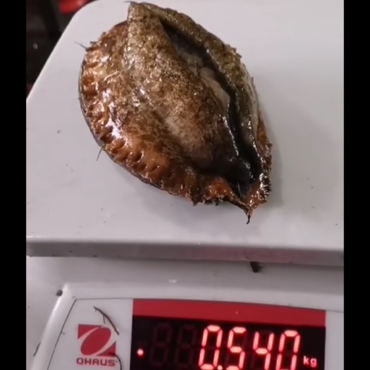 漳浦县绿盘鲍 2头鲍