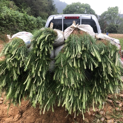 湿地松树苗 湿地松苍劲而速生，适应性强，材质好，油脂产量高