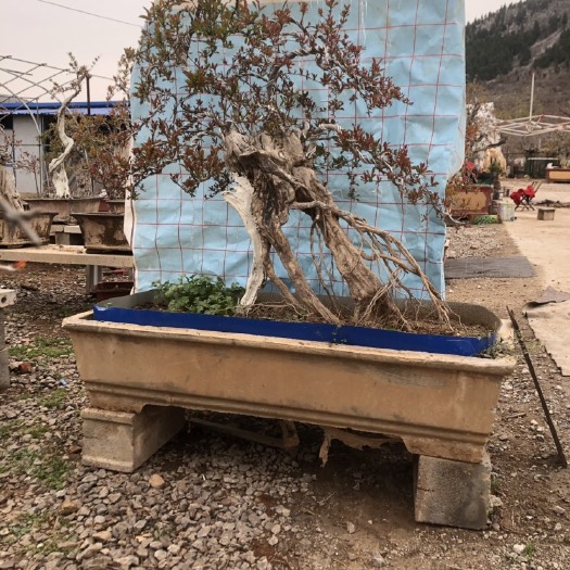 枣庄 石榴盆景批发