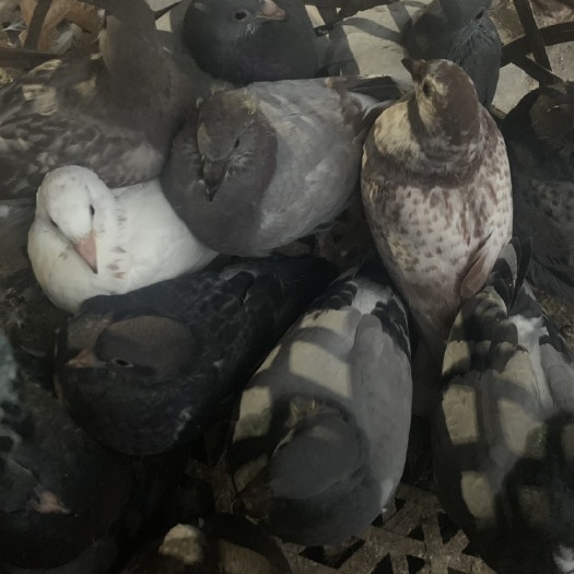 漳州精品肉鸽