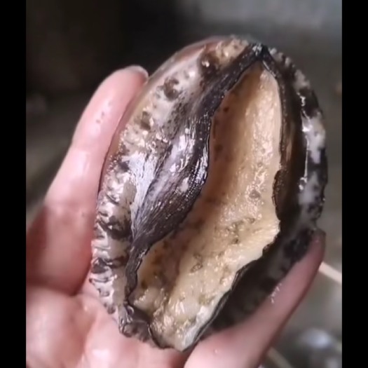 汕头绿盘鲍 6头鲍