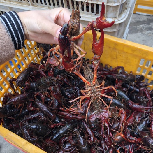 洪湖市 湖北清水小龙虾 中红4-6钱硬规格 产地直发一手货源