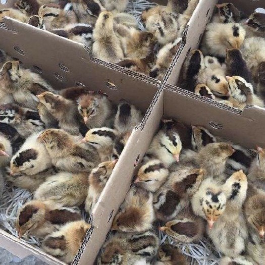 南充快大型红瑶鸡苗、快大青脚麻鸡苗批发
