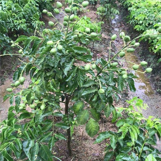 普宁市 黄皮果苗无核黑黄皮苗树四季鸡心果苗南方种植果树嫁接苗盆栽