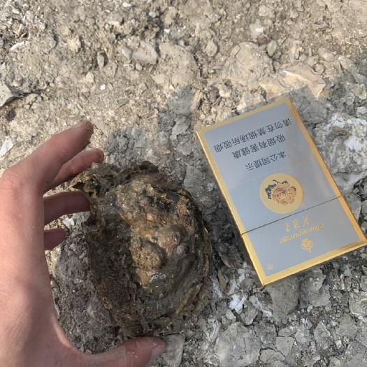 饶平县井州牡蛎 生蚝，深海蚝，