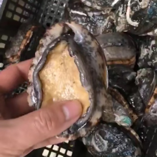 漳浦县绿盘鲍 8-10头鲍