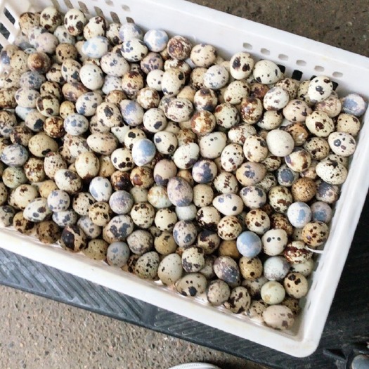 南漳县土鹌鹑蛋 食用 箱装