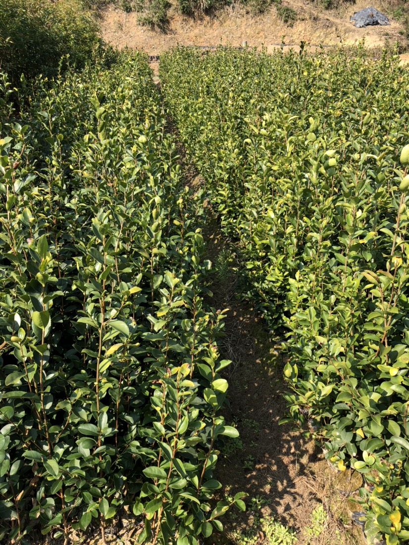 红花油茶树