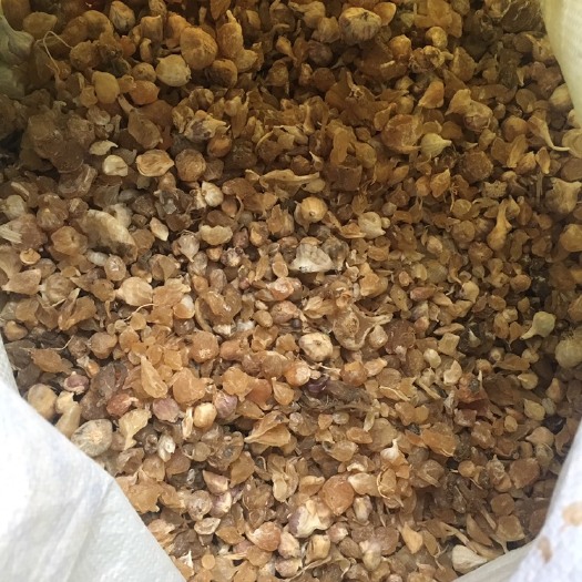 灵宝市野蒜 无硫薤白，过风干净，含量高