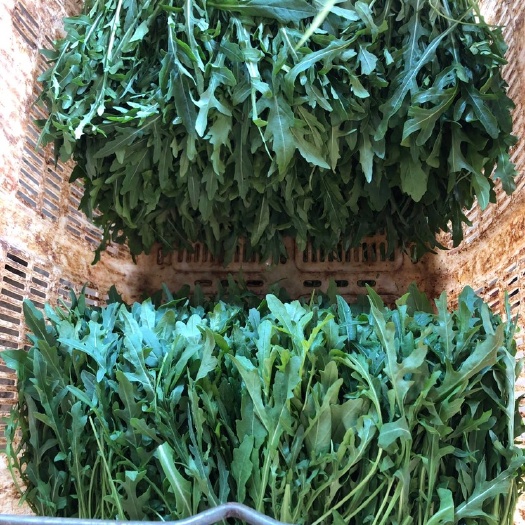 芝麻菜  云南产区精品蔬菜合作社产地直销提供优质货源，水菜，特菜，野菜