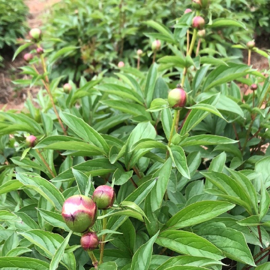 中江县 中江芍药花，单瓣重瓣都有哟