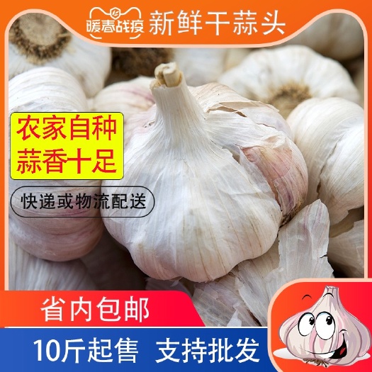 佛山 农家自种新鲜干蒜头大蒜10斤起售支持大量批发