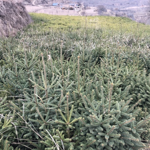 通渭县甘肃云杉 货源足，可提供3万树苗，土球大，成活率高