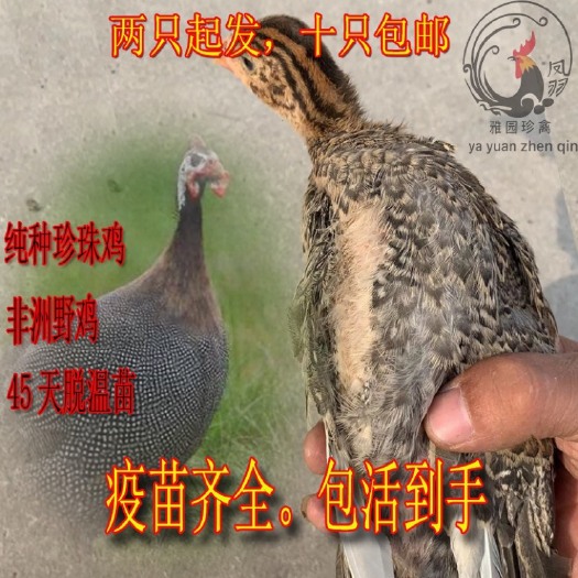 单县珍珠鸡苗 珍珠鸡脱温苗 半斤左右 疫苗齐全 快递发货 包活到手