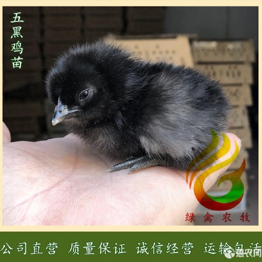 广州 纯种五黑鸡苗，改良型高产绿壳蛋鸡苗，绿壳鸡苗活体包运输