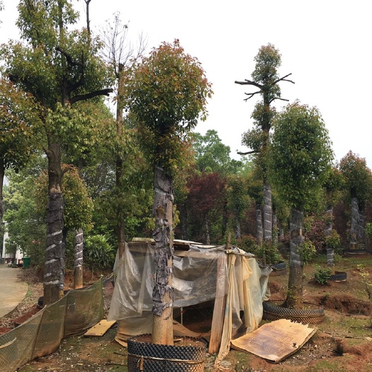 益阳 1年种植的15-22切杆发帽容器香樟