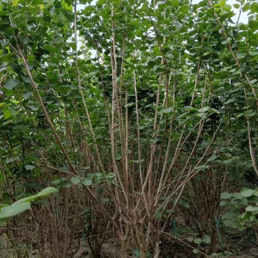 鄢陵县丛生丁香 1~1.5米 4cm以下 2~4cm