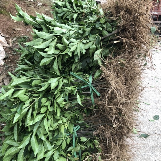 重庆市吴茱萸苗 中花价格低低低