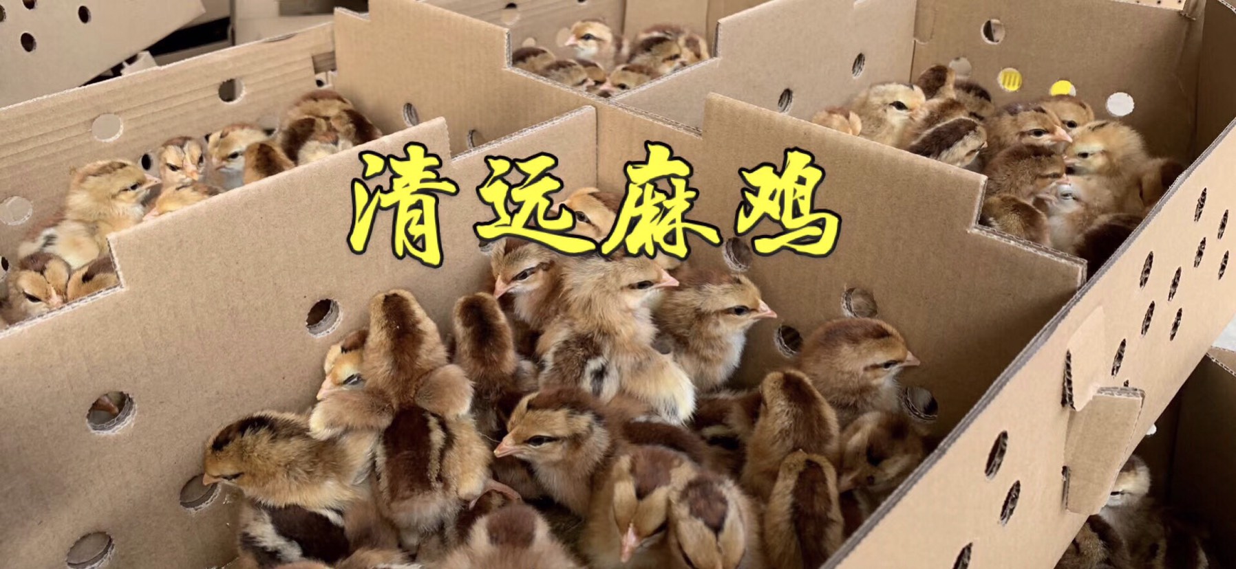 广州清远麻鸡苗 温氏麻鸡苗包打疫苗 包运输草原红鸡苗
