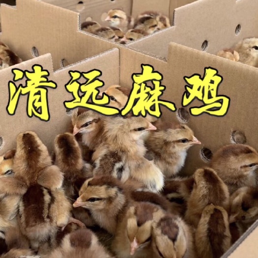 广州清远麻鸡苗 温氏麻鸡苗包打疫苗 包运输草原红鸡苗