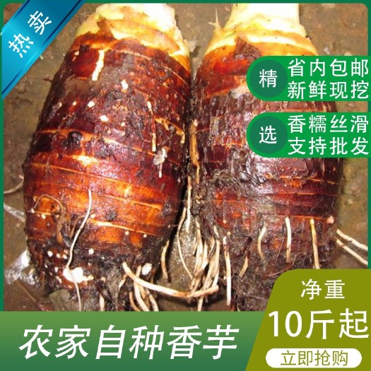 佛山 农家新鲜现挖香芋芋头10斤起售产地直供支持大量批发