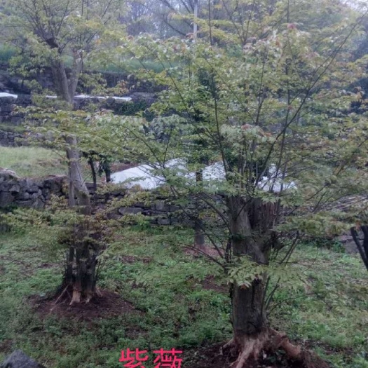 慈利县 山大紫薇桩最高性价比