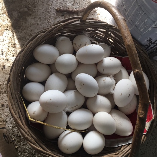 鲜鹅蛋 食用 散装