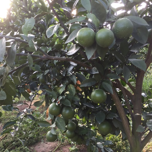 廉江市琼中绿橙苗 红江橙大苗