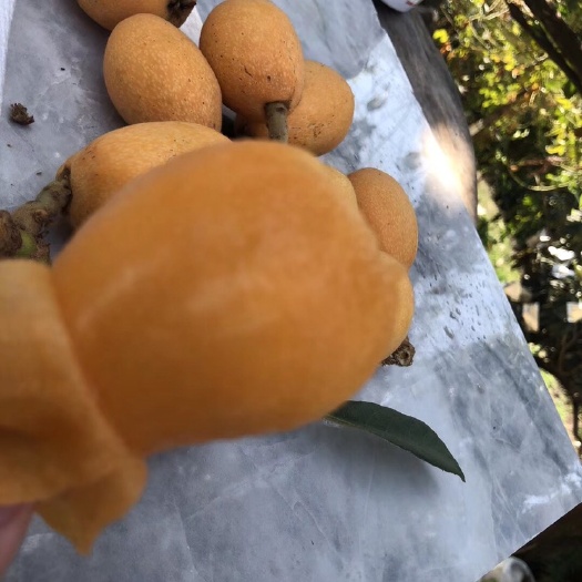 云霄县 云霄早钟6号枇杷