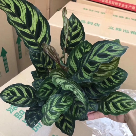普宁市孔雀竹芋盆栽多年生常绿草本植株挺拔株丰富多彩观赏性极强
