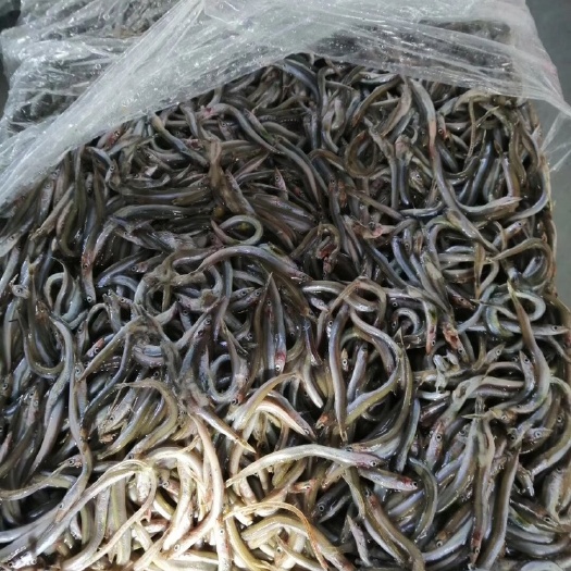 青岛沙里钻鱼 饲料鱼、加工鱼、、苗条鱼