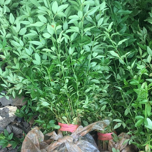 浏阳市普通迎春花 迎春