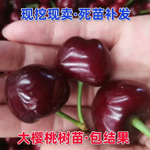 平邑县 黑珍珠樱桃苗 包品种指导种植
