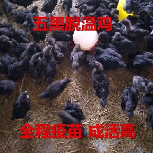 睢县 常年供应五黑鸡脱温苗疫苗齐全绿壳蛋鸡乌骨鸡苗五黑一绿鸡包活