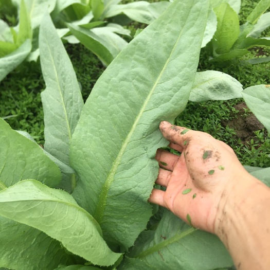 梅州青香油麦菜 圆叶苦麦，尖叶苦麦菜，山里农田，一级水源有机肥种植，人工除草