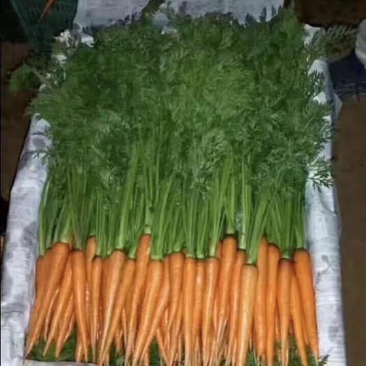 昆明胡萝卜  一手货源，量大从优
