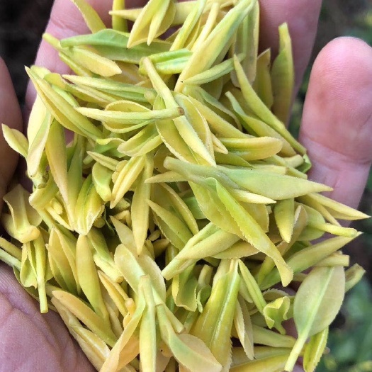 缙云县双上绿芽 浙江丽水高山黄金芽 大量上市了