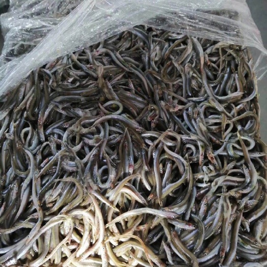 青岛沙里钻鱼 面条鱼、饲料鱼、银鱼、沙里钻(样品包邮空运）