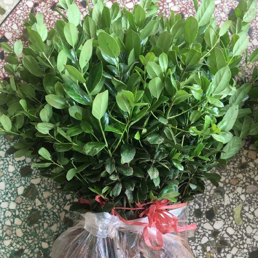 浏阳市 无刺枸骨