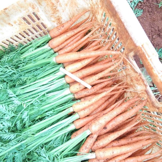 昆明三红胡萝卜  云南产区精品蔬菜合作社产地直销提供优质货源，水