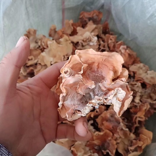 鱼台县 精品榆耳