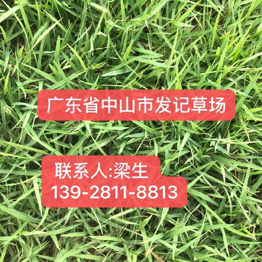 中山市 高尔夫球场草坪