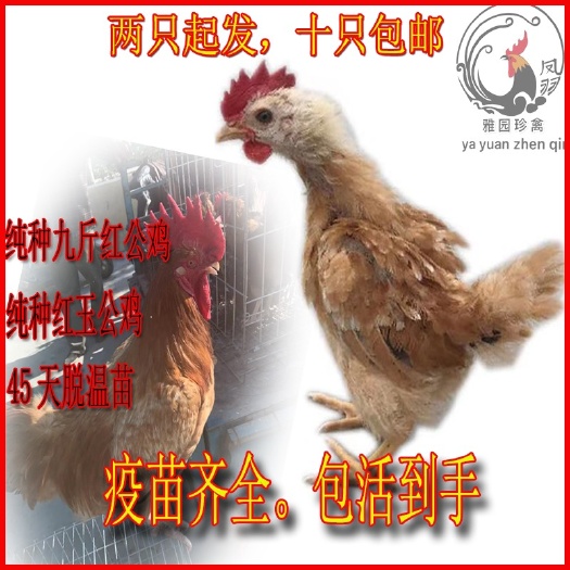 单县土鸡苗  纯种大红公鸡脱温苗 红羽380公鸡活体 九斤红公鸡苗包邮