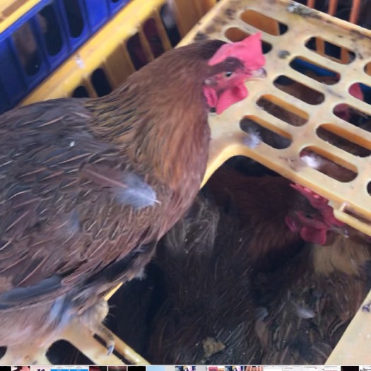 怀集县 一级麻鸡项