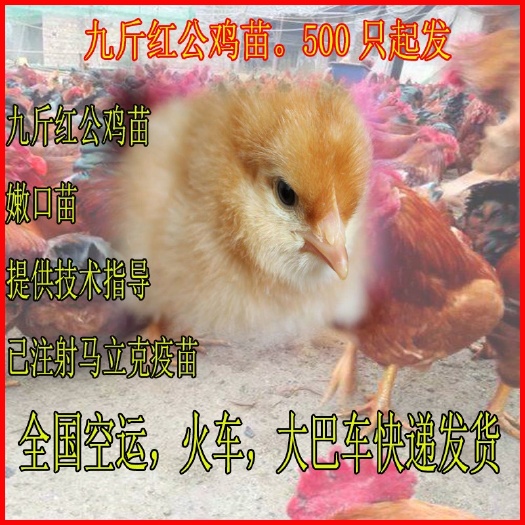 单县 九斤红公鸡苗 出壳苗活体 90天8斤